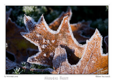 03Nov2006 - Morning Frost - 14263