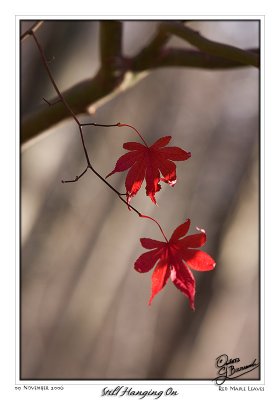 09Nov2006 - Red Maple Leaves - 14308