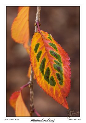 11Nov2006 - Multicolored Leaf - 14335