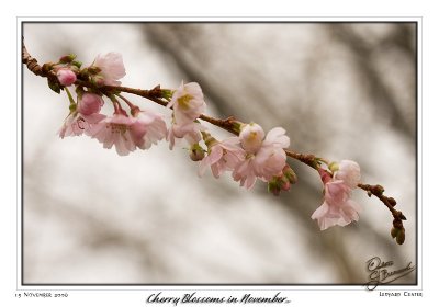 15Nov2006 - Cherry Blossoms in November - 14362.jpg