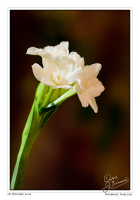 08Dec06 Paperwhite Narcissus - 14546