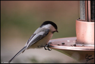 10Jan2007 Chickadee - 14885