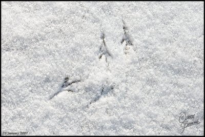 23Jan2007 Footprints in the Snow - 15202