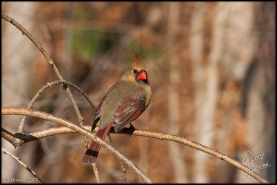 PPAD23Jan2007 Cardinal - 15210