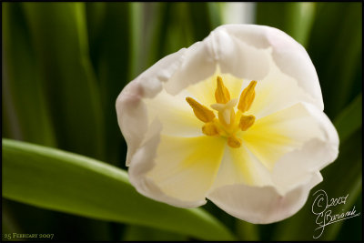25Feb2007 White Tulip - 15648
