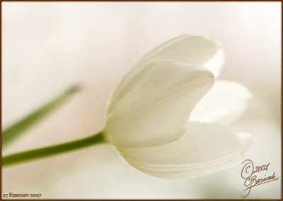 27Feb2007 White Tulip - 15722