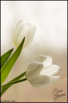 27Feb2007 White Tulips - 15727