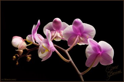 07Mar07 Orchids - 15778