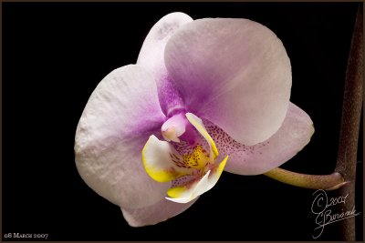 08Mar07 Single Orchid - 15785