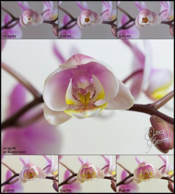 10Mar07 Orchid Opening - 15817