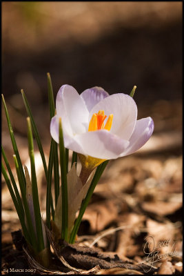 24Mar07 Crocus - 15905