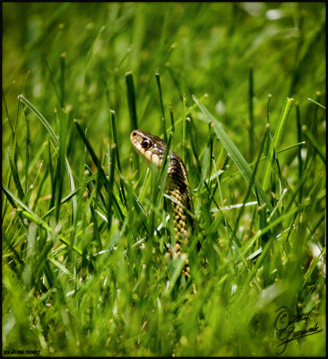 21Jun07 Peeking Over the Grass - 16781