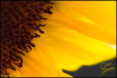 04 Sept 2007 Sunflower Petals - 17665