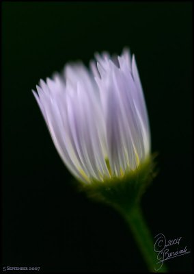 05 Sept 2007 Tiny Wild Flower Aster - 17683