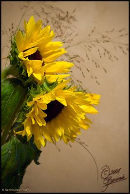 08 Sept 2007 Sunflowers - 17691