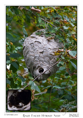 10 Sept 2007 Bald Faced Hornet Nest - 17738