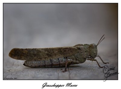19 Sept 2007 Grasshopper Macro - 17804