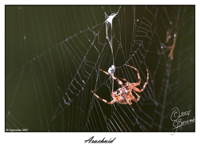 20 Sept 2007 Arachnid - 17814