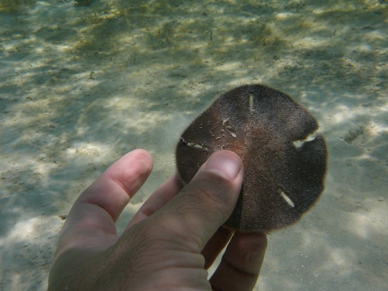 sand dollar-is leathery to the touch
