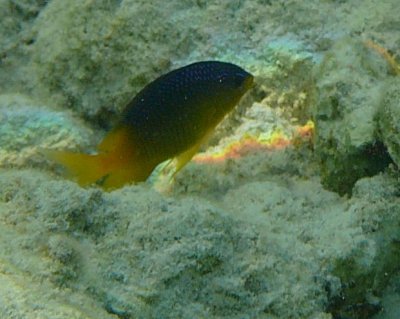cool yellow and blue fish among the coral