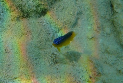 cool yellow and blue fish and rainbow