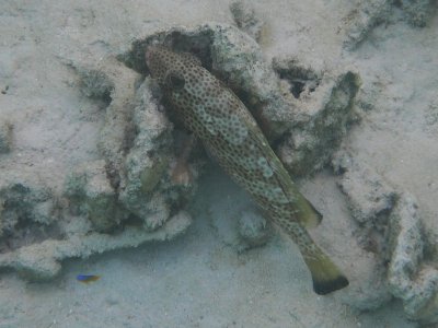 brown spotted ground-hugging fish
