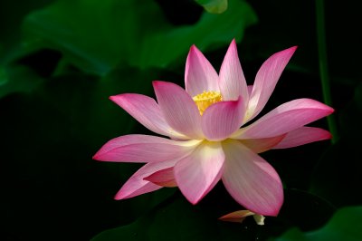 Pure Lotus