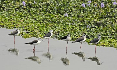 Black winged stilt