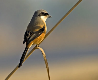 Rufus backed shrike-1433