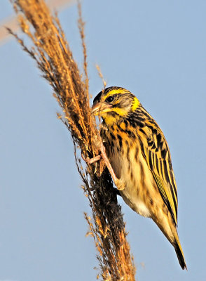 Streaked weaver-1474