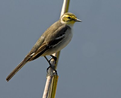 Citrine Wagtail-1497