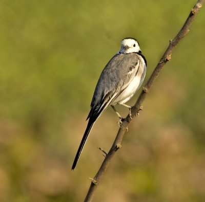 White wagtail-1485