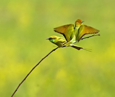 Green bee eater-2482