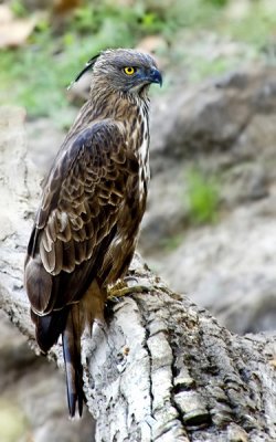 Changeable Hawk-eagle -3369