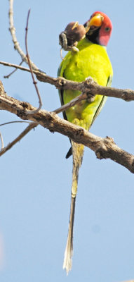 Plum-headed Parakeet -3543