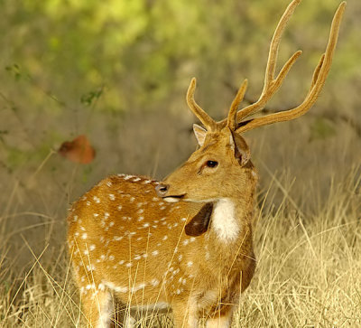 Spotted Deer-2995