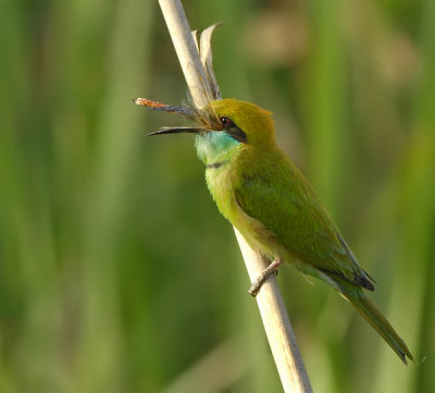 Green bee eater-4463