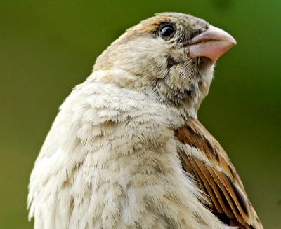  House Sparrow -4556