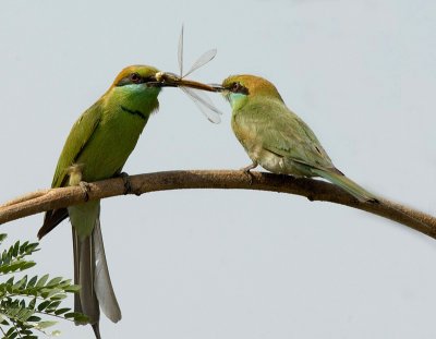 Green Bee Eater-4700