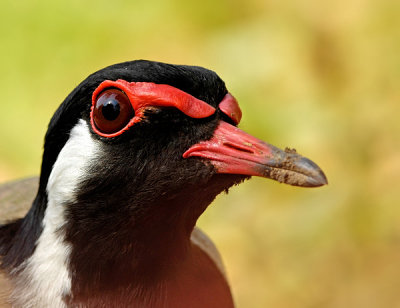 Red wattled lapwing-4833