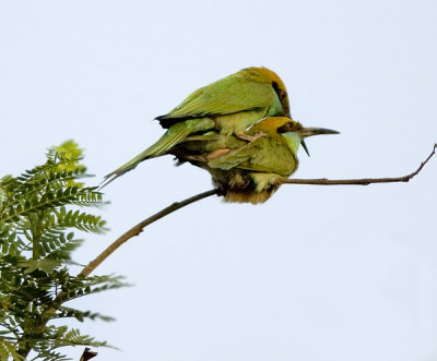 Green bee eater-4066