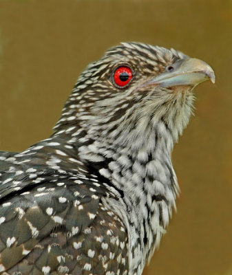 g6/87/541687/3/80606558.AE6hRxQq.jpg