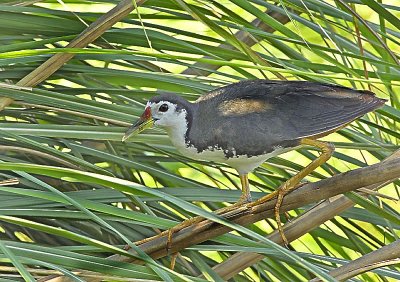 White-breasted Waterhen-5863