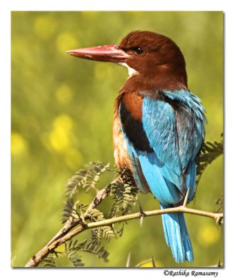 White throated Kingfisher
