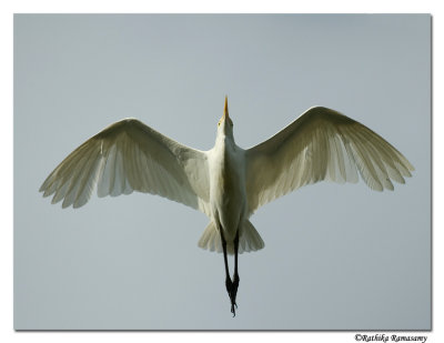  Cattle Egret-d200-0433