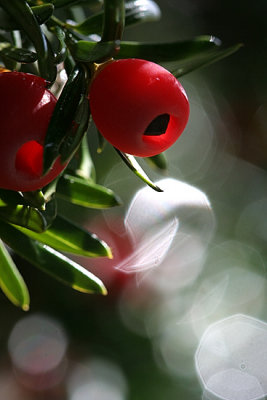 Yew Berries