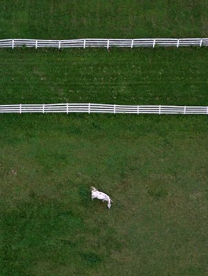 Horse from Above