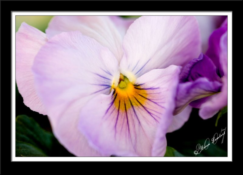 IMG_0396  Pansy