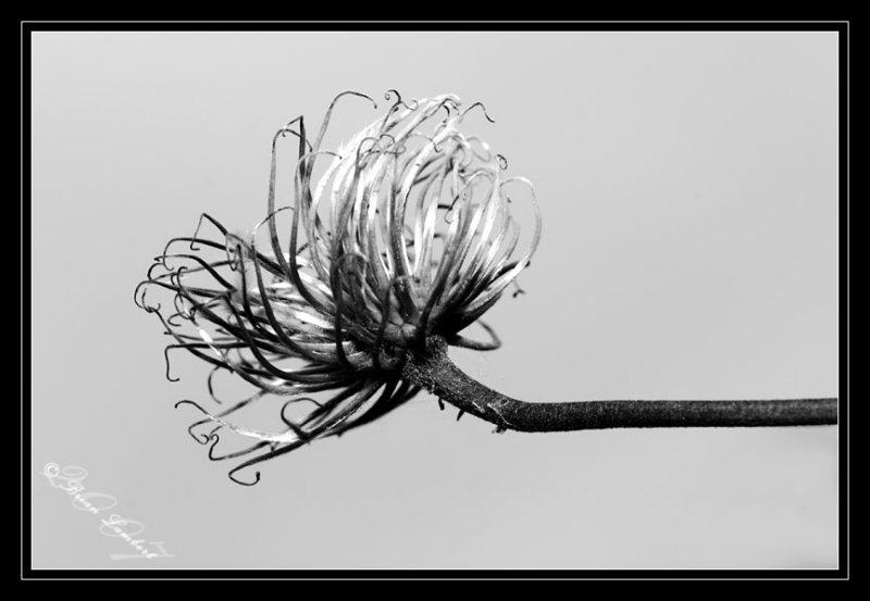 IMG_1318-2  Clematis