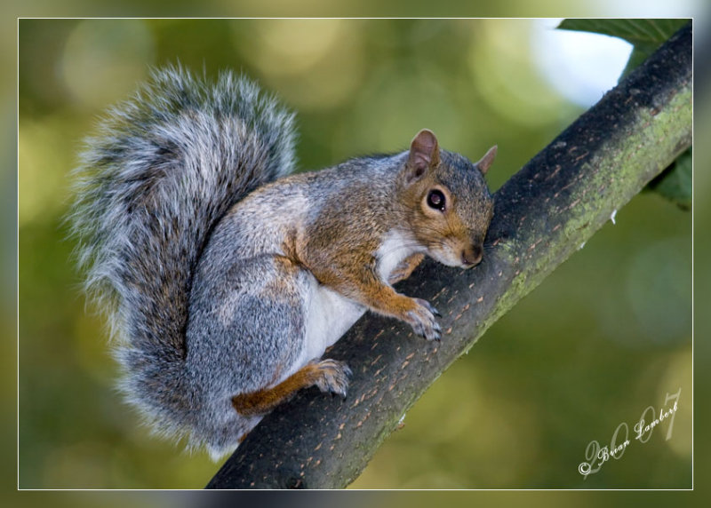 IMG_1452  Squirrel on branch